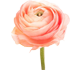 گل آلاله گلدیس